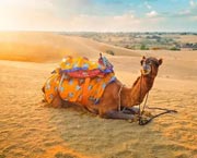 Camel Safari in Jaisalmer