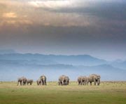 Elephant Safari in Himalayas