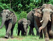 Elephant Safari in Kelala