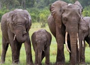 Elephant Safari in Sikkim