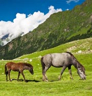 Horse Safari In Himalayas
