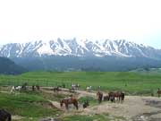 Trekking in Gulmarg